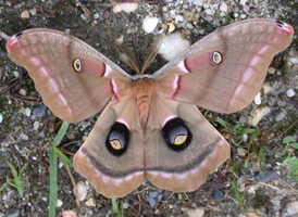 Polyphemus Moth